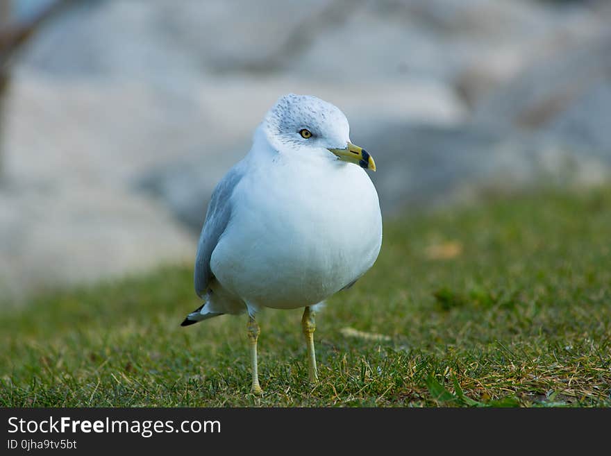 White Bird on Green Grass