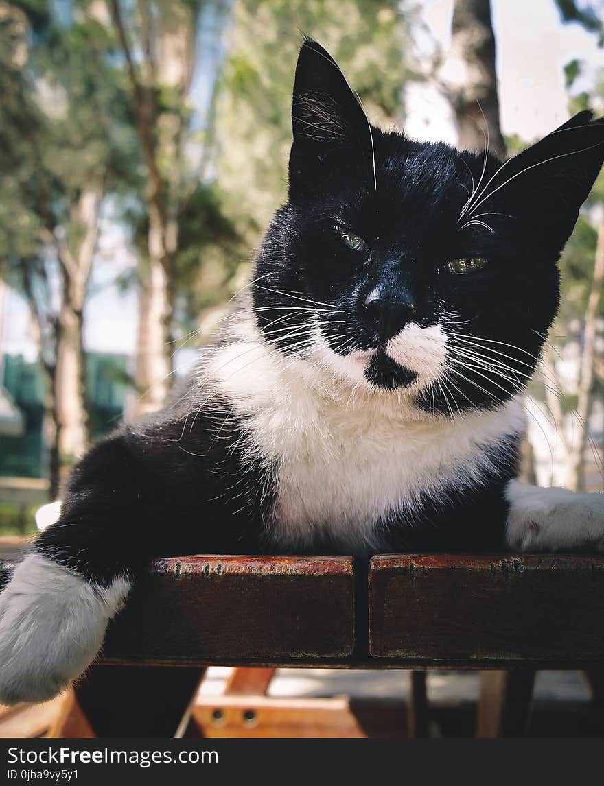 Short-fur Black and White Cat