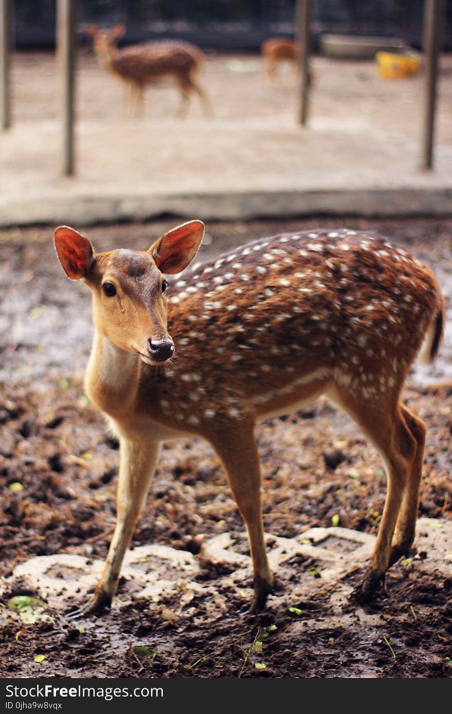 Brown and White Spotted Deer