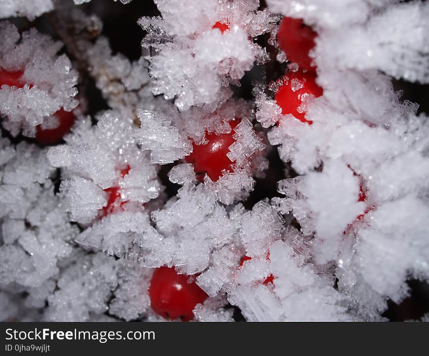 Frosted Fruits