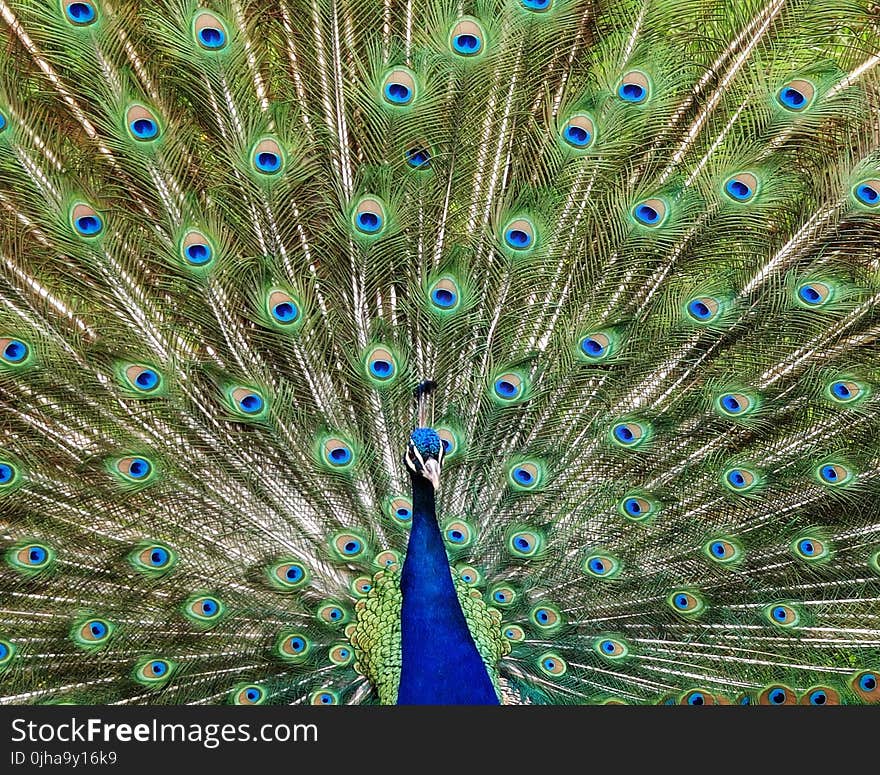 Blue and Green Peacock