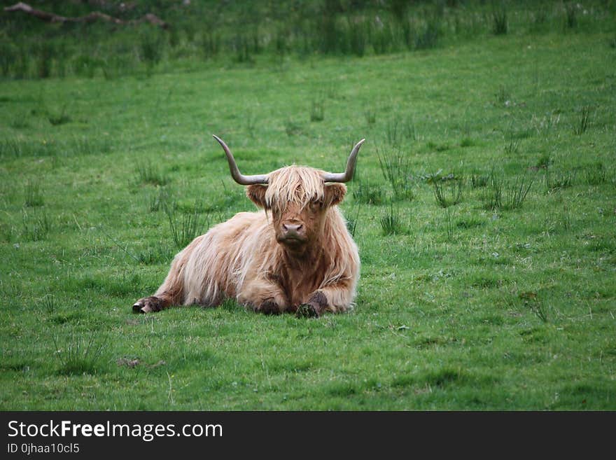 Brown and White Highland Cattle