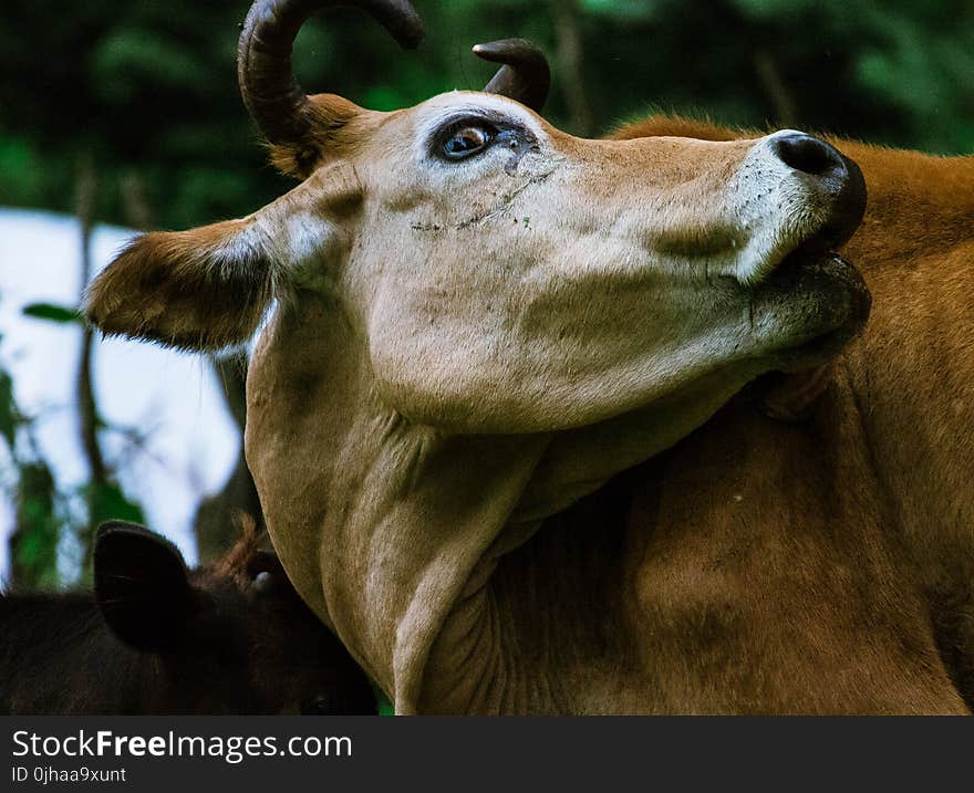 Brown Cow