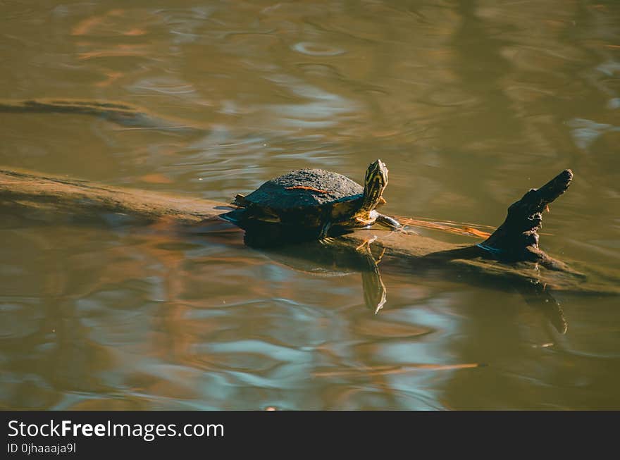 Brown Turtle on Wood Trunk