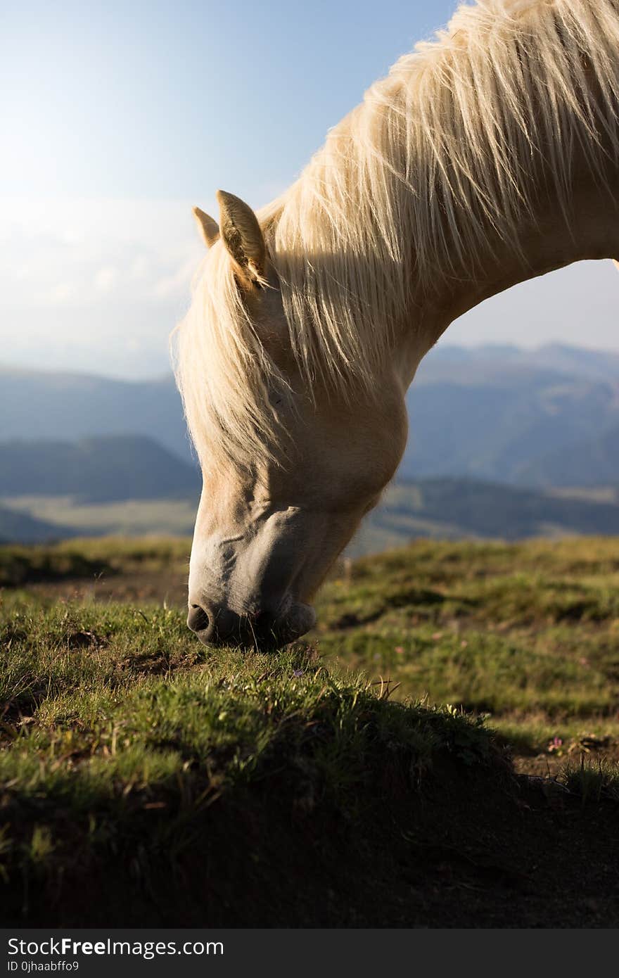 Selective Focus Photo of White Horse