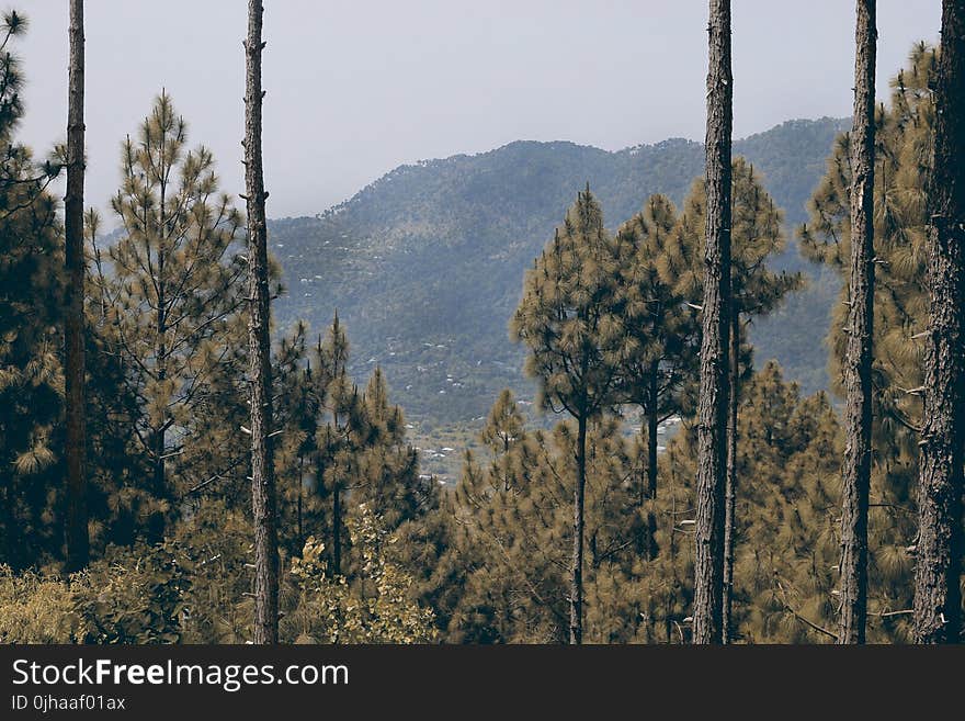 Trees On Mountain