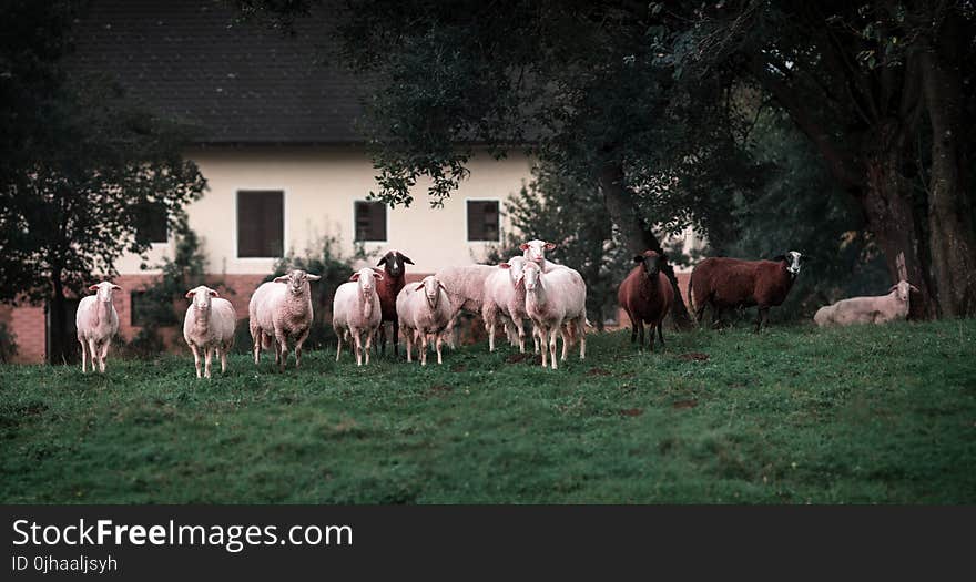 White And Brown Lambs On Green Grasses