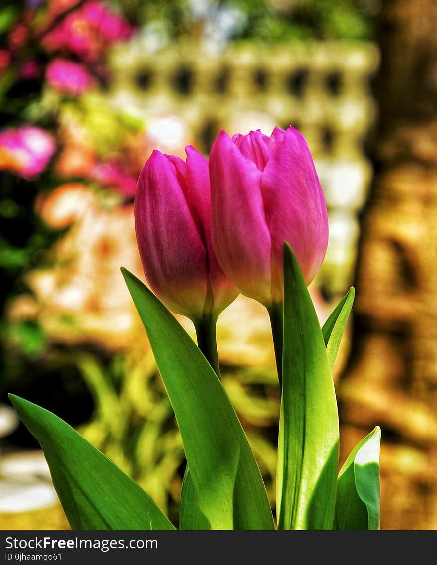 Two Pink Tulip Flowers