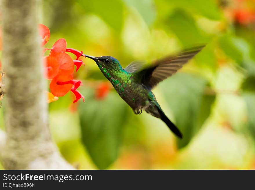 Green And Black Hummingbird