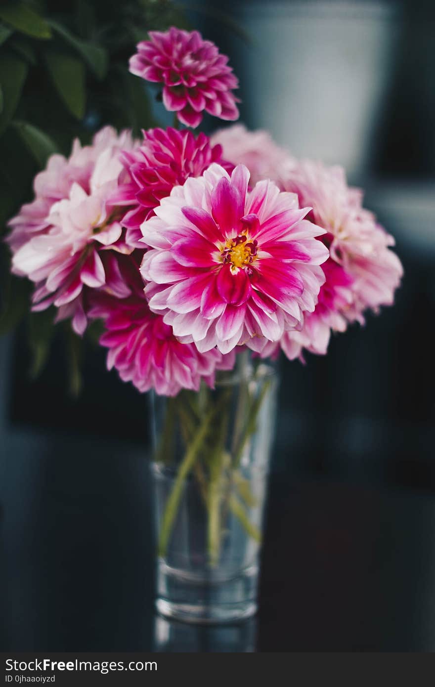 Pink Flowers on the Vase