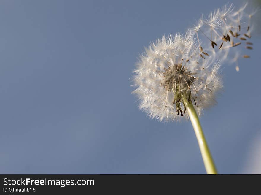 Selective Focus Photography Of Dandelion