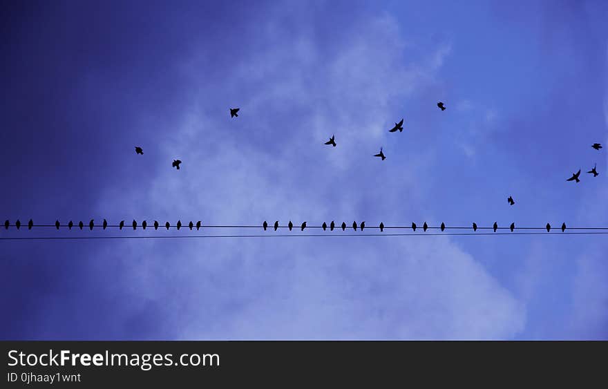 Silhouette Photography of Birds in Flight and Perched on Electricity Line