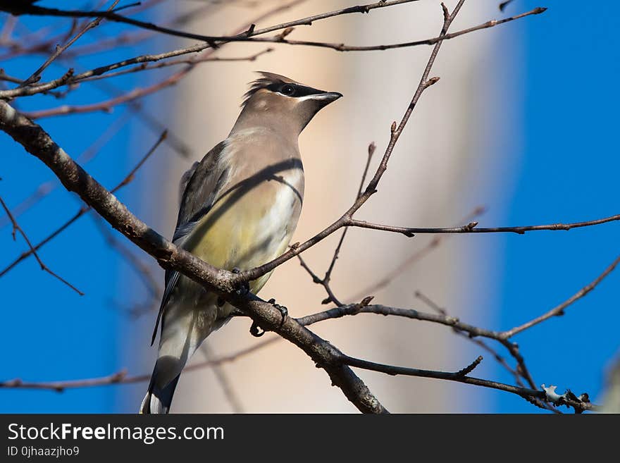 Gray Bird Perching on Tree Branch