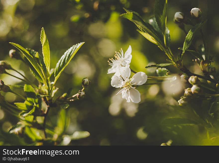 Selective Focus Photography Of White Petaled Flower