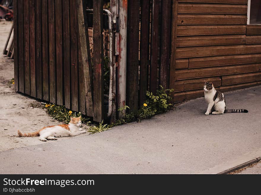 Two Orange and Brown Tabby Cats on Gray Concrete Pavement