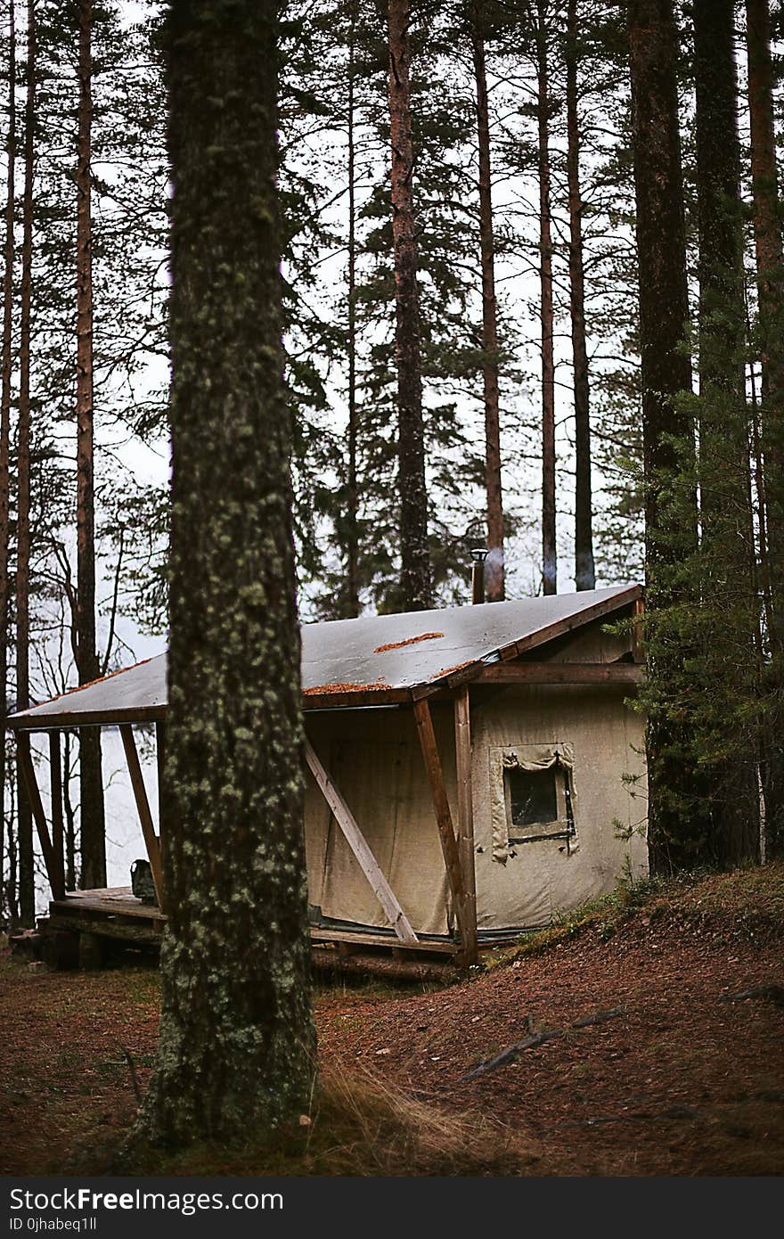 Cabin in the Woods