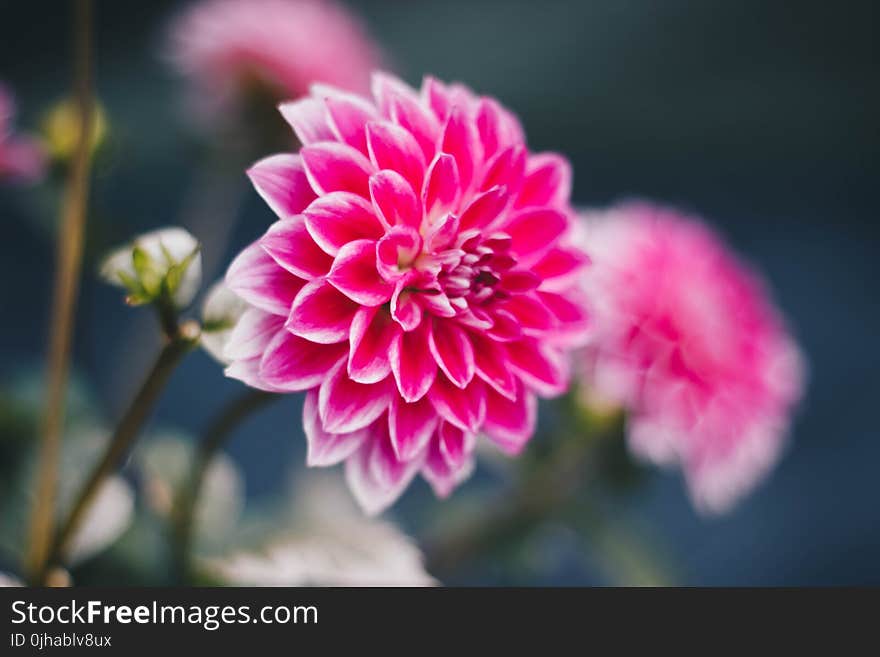 Shallow Focus Photography of Pink Flowers