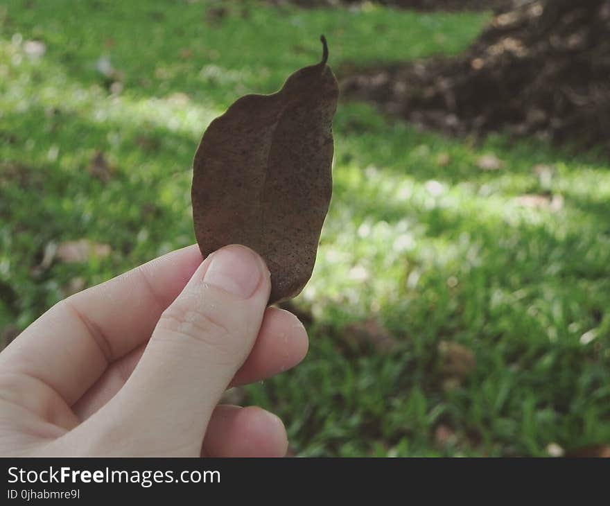 Brown Leaf