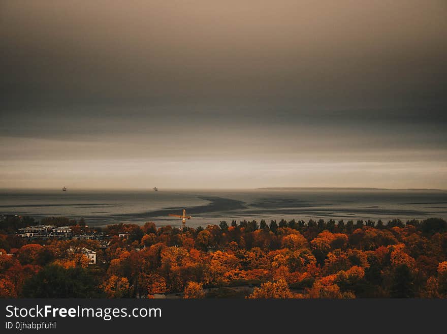 Overview Photo of Maple Trees