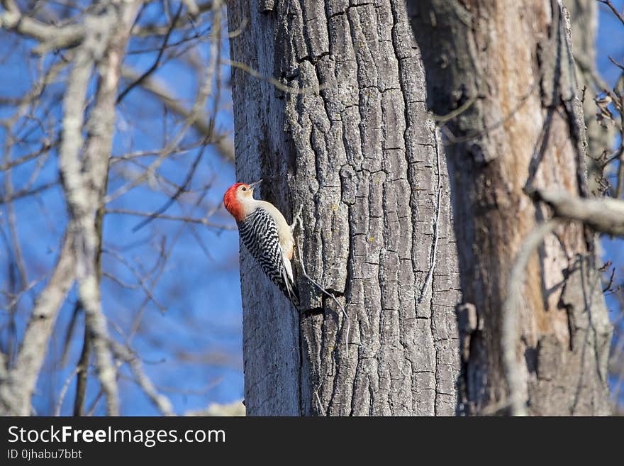 Gray and Red Woodpecker