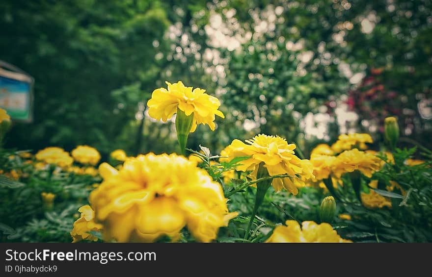 Shallow Focus of Yellow Flowers