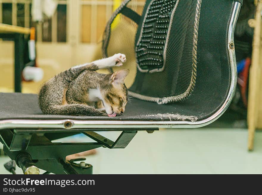 Cat Licking Chair