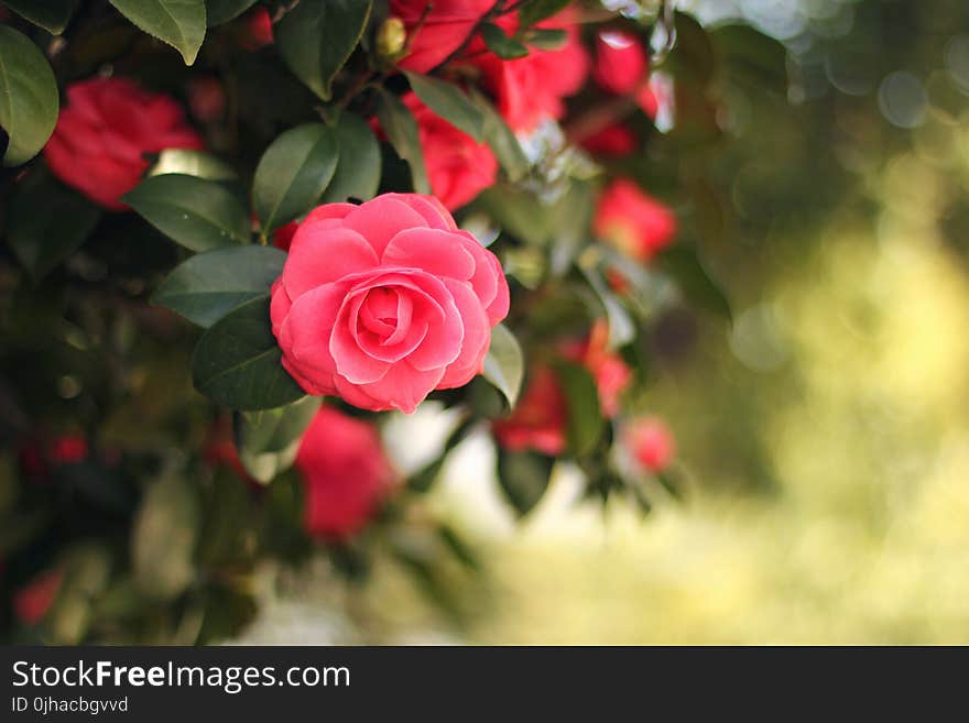 Pink Flower