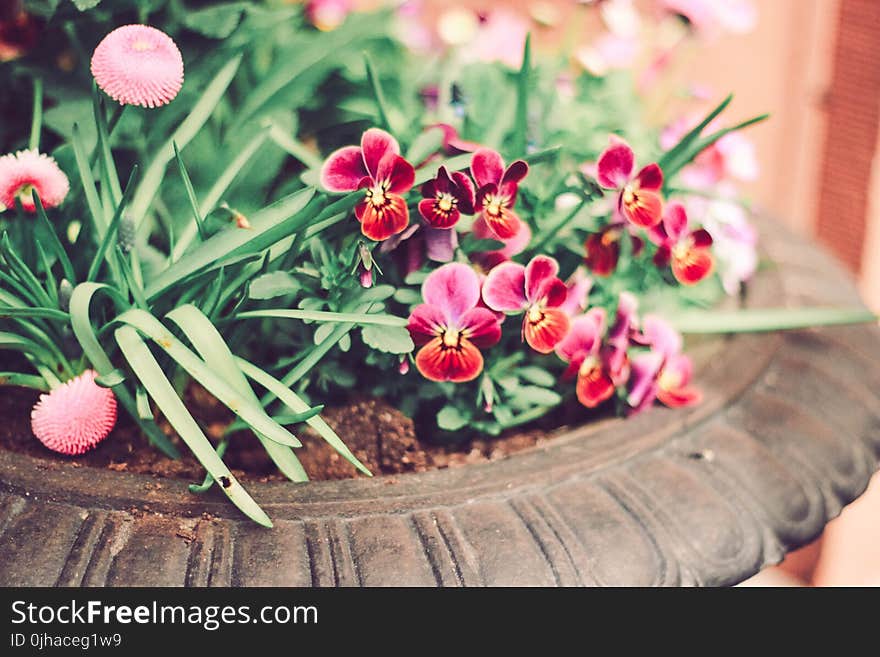 Tilt Lens Photography Of Red Orchid On Pot