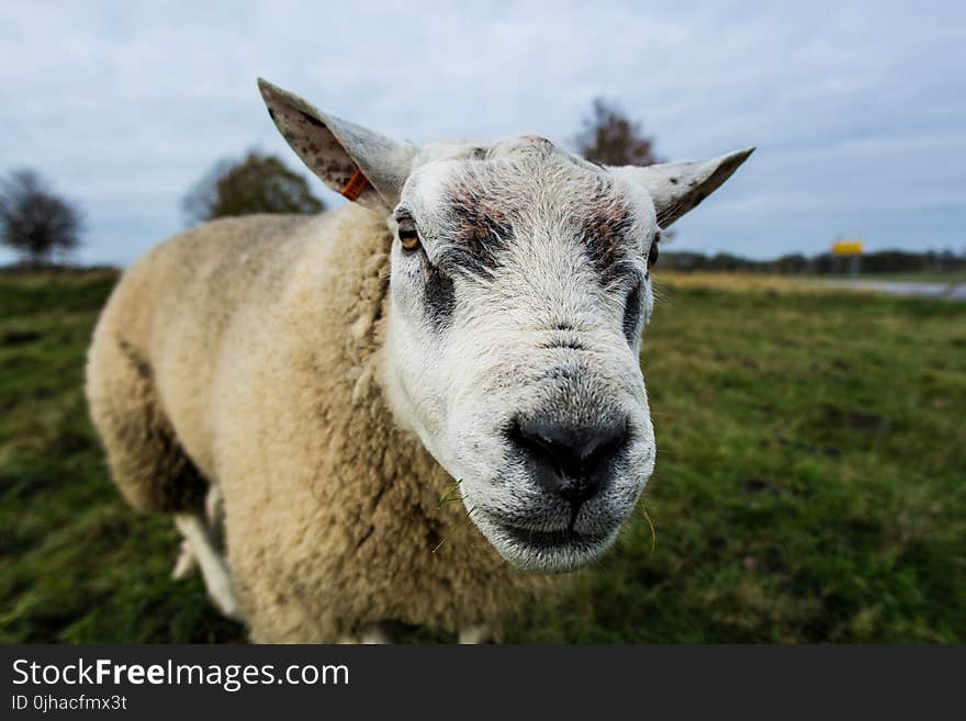 Close Up Photography of White Sheep