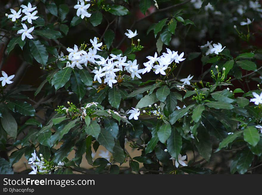 Closeup Photo of White Petaled Flowers