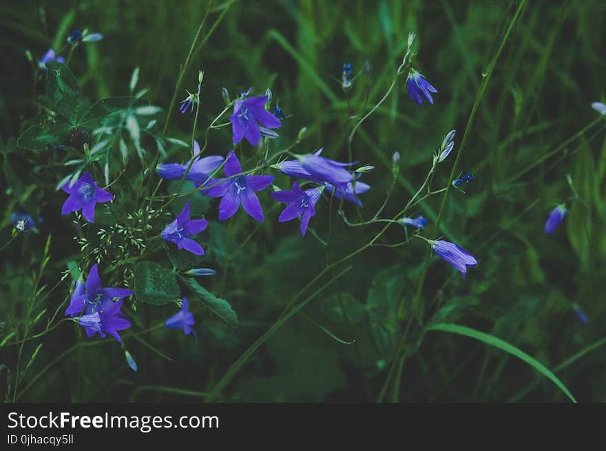 Selective Focus Photography of Blue Flower