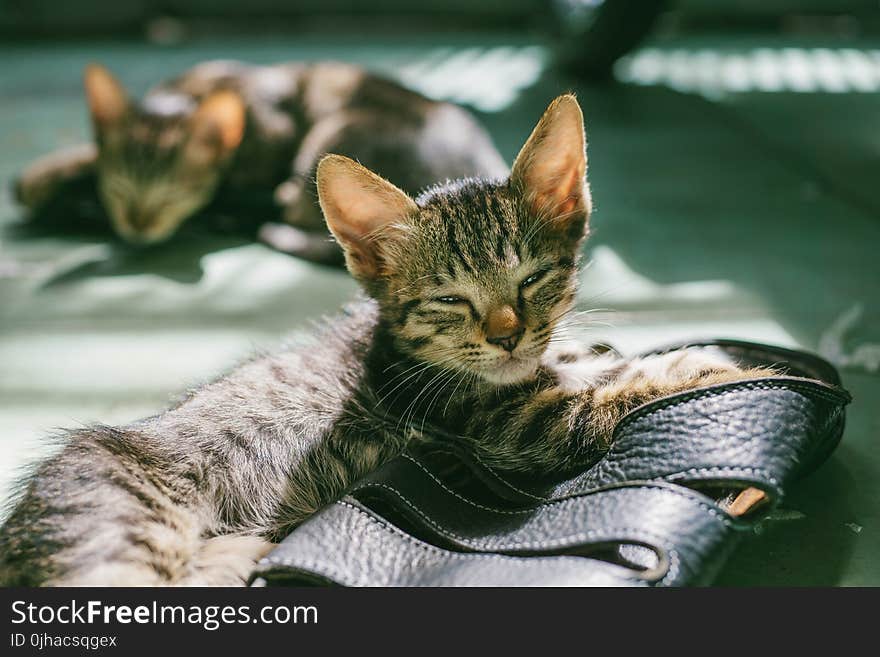 Gray Coated Cat on Black Leather Sandals