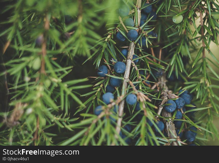 Green Leafed Tree