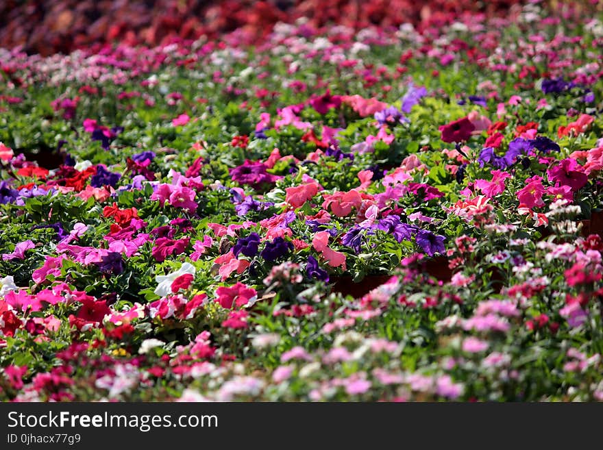 Pink, Purple, and White Impatiens Plant Field