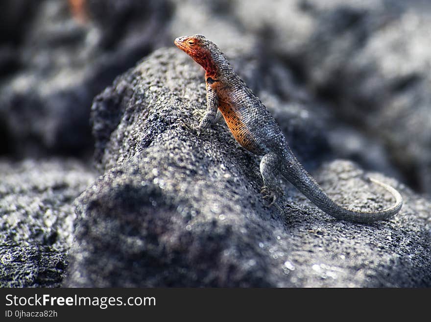 Black Lizard on Stone