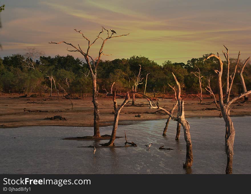 Bare Trees during Golden Hour