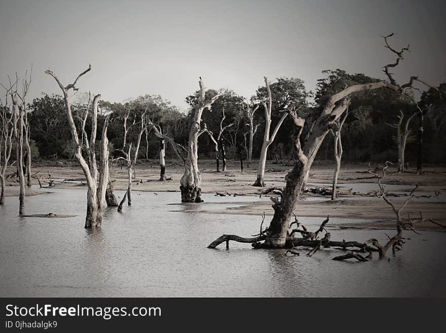 Gray Scale Photo of Trees