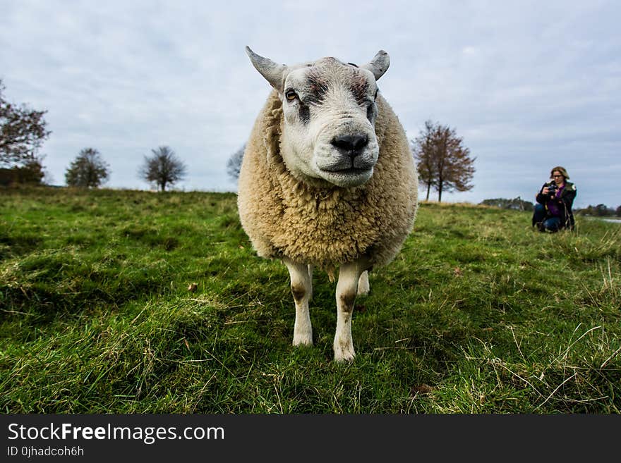 Beige Sheep on Green Grass Field Under Gray Sky