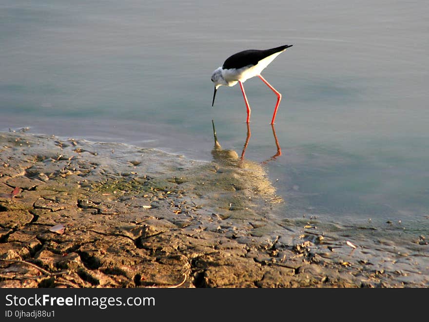 White and Black Long-beaked and Long Legged Bird on Body of Water Photography