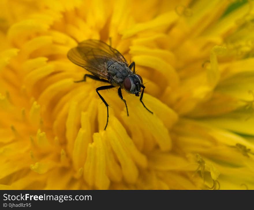 Fly On Yellow Flower