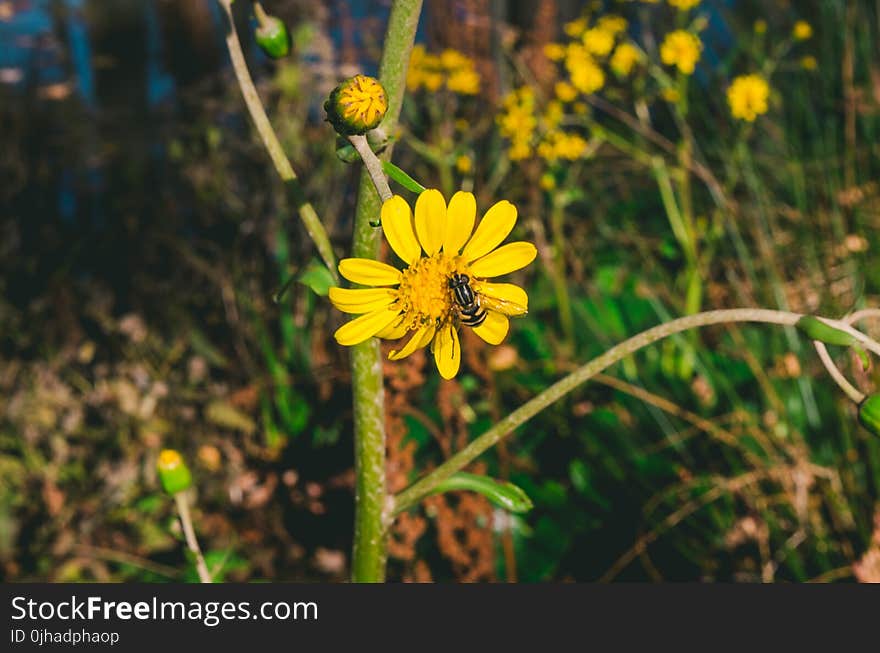 Yellow Flower With Bee