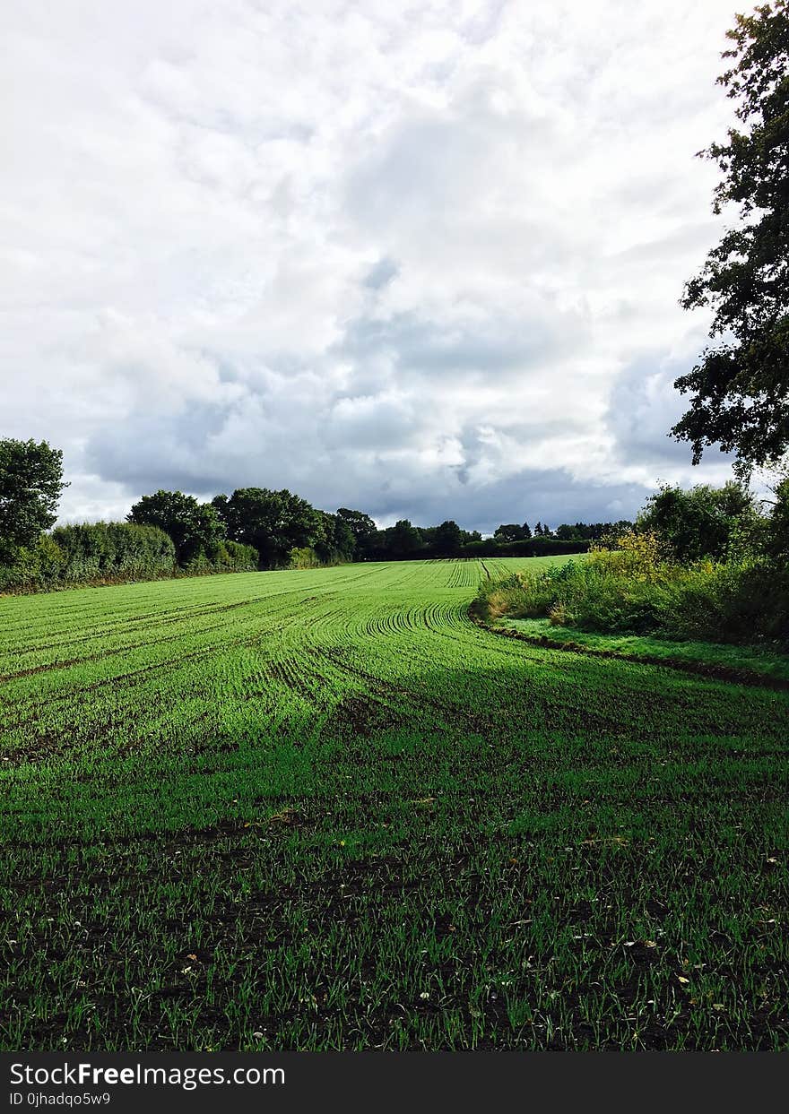 Green Grass Field With Trees