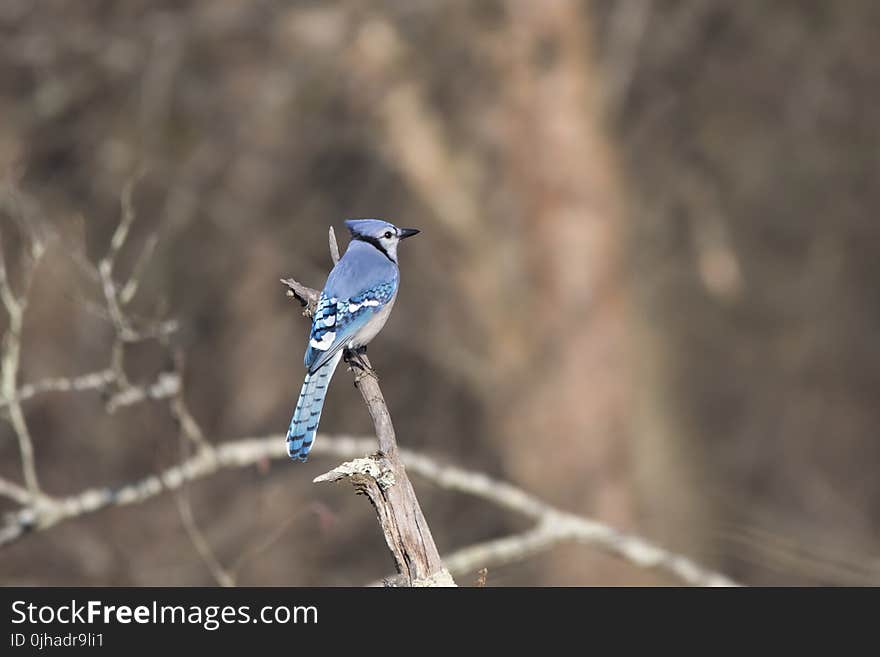 Tilt-shift Lens Photography of Blue Bird on Branch