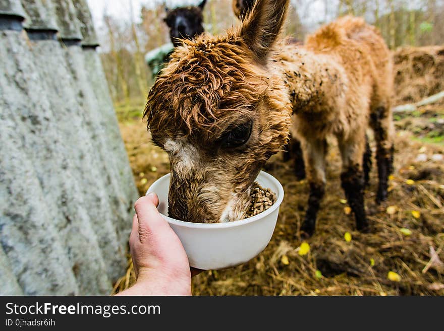 Brown Alpaca