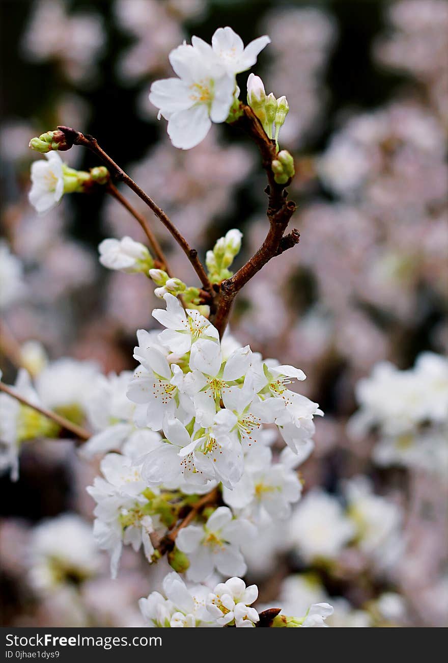 Cherry Blossom