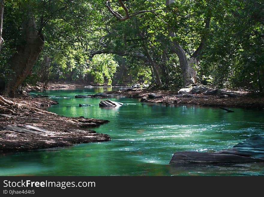 Body of Water Between Green Leaf Trees