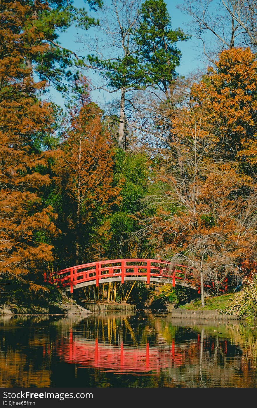 Bridge Surrounded by Trees