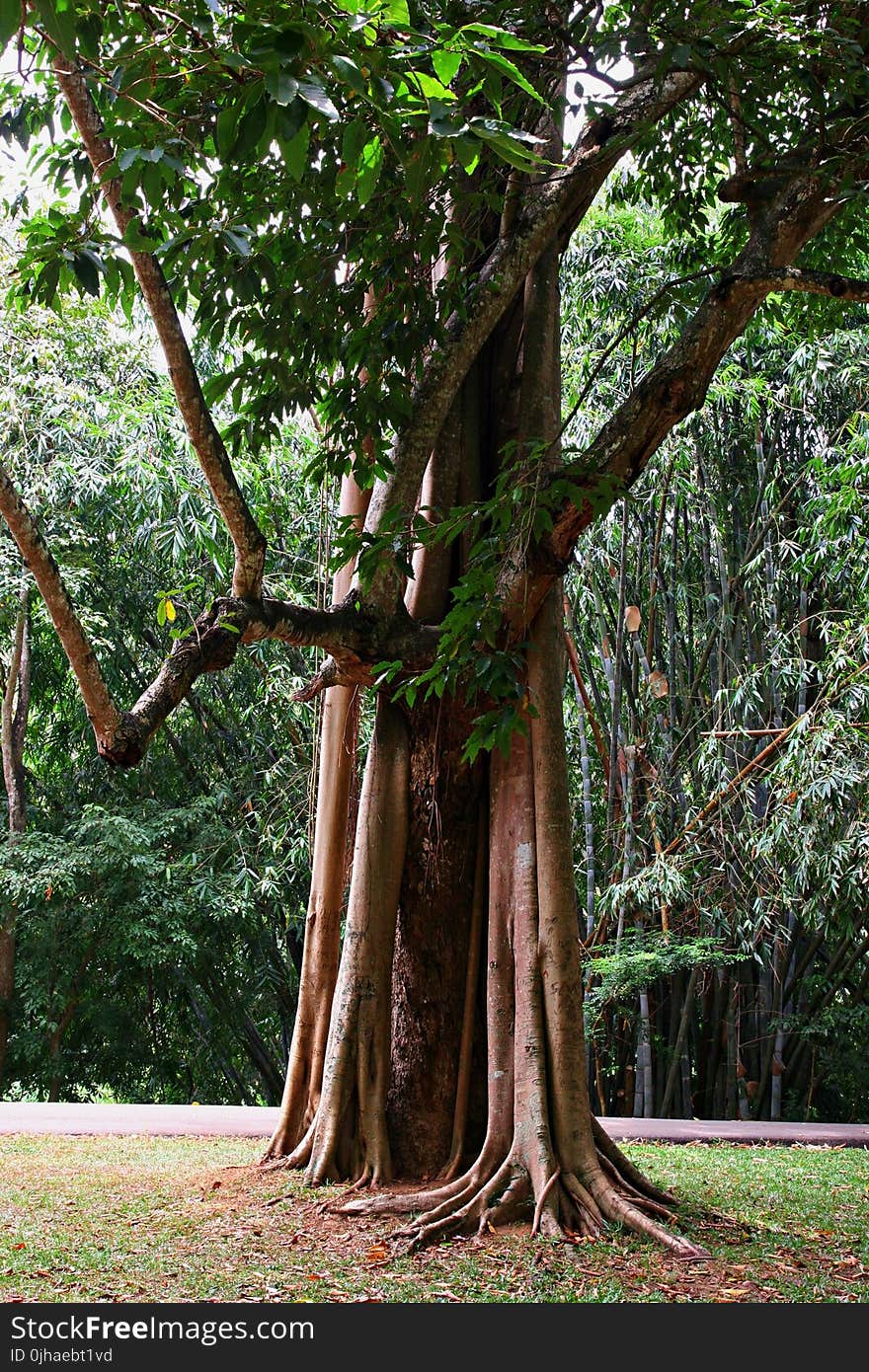 Green Tree