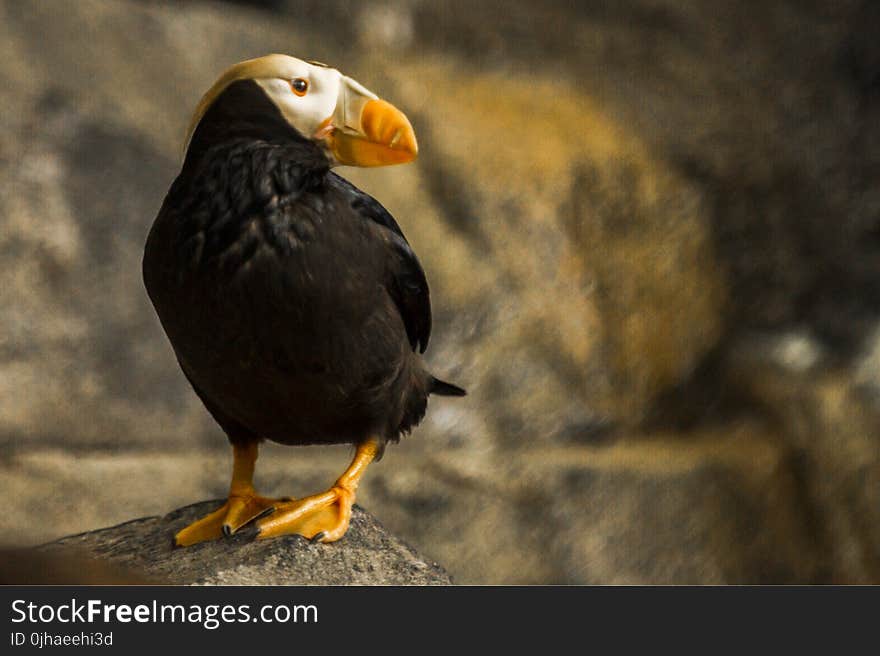 Closeup Photography of Puffin Perching on Rock