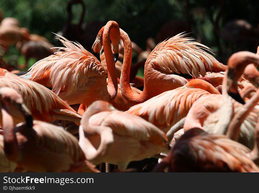 Flock of Lesser Flamingo